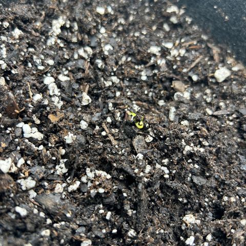 2 growlog timeline photo