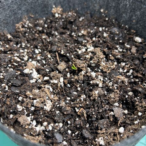 1 growlog timeline photo