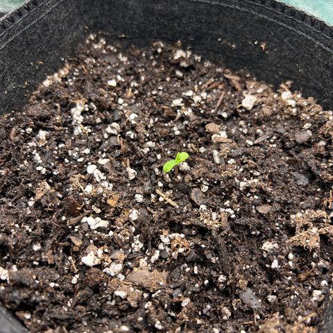 2 growlog photo: Morning after first visible growth 
