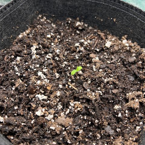 2 growlog timeline photo