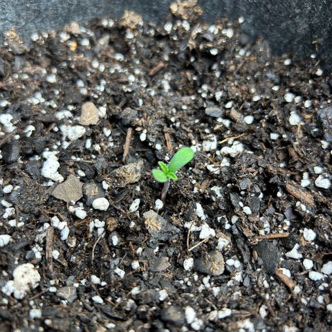 1 growlog photo: Opened up 