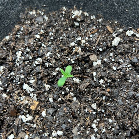 2 growlog timeline photo