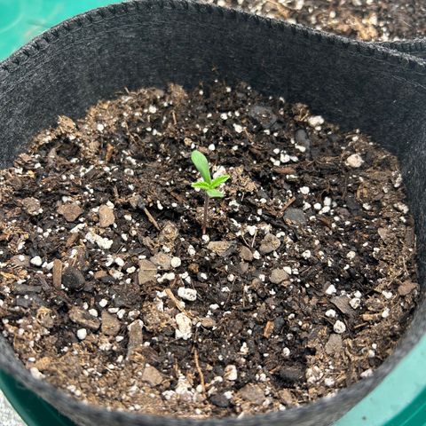 1 growlog timeline photo