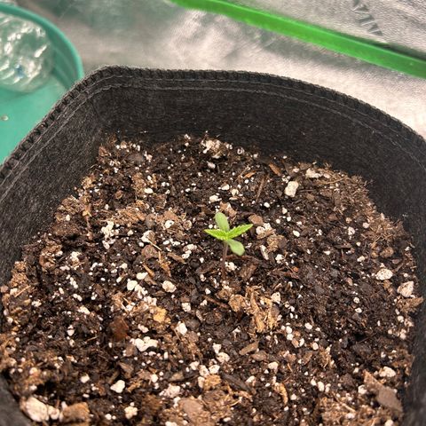 2 growlog timeline photo