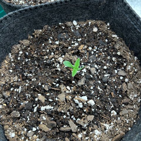 1 growlog timeline photo