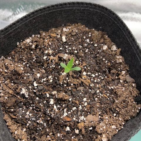 2 growlog timeline photo