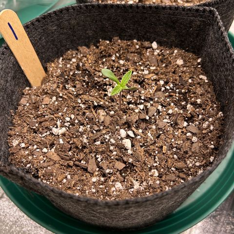 1 growlog timeline photo