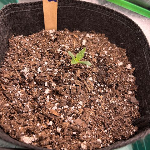 2 growlog timeline photo