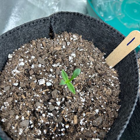 1 growlog timeline photo