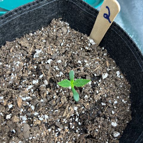 2 growlog timeline photo
