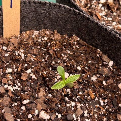 1 growlog timeline photo