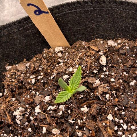 2 growlog timeline photo