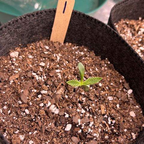 1 growlog timeline photo