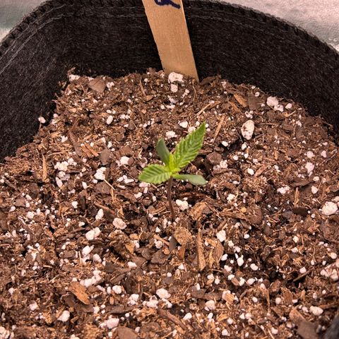 2 growlog timeline photo