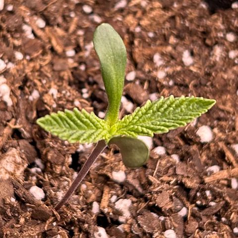 1 growlog timeline photo