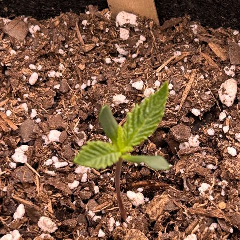 2 growlog timeline photo