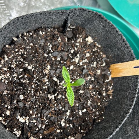 1 growlog timeline photo