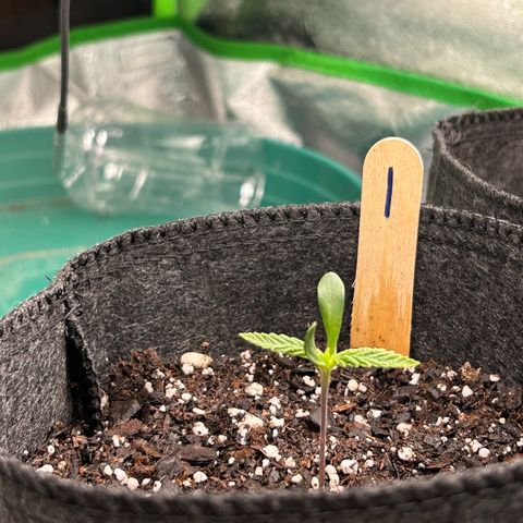 1 growlog timeline photo