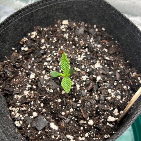 2 growlog timeline photo