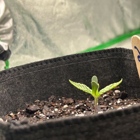 2 growlog timeline photo