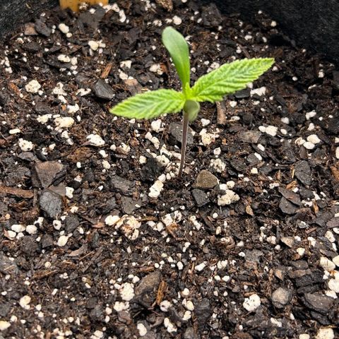 1 growlog timeline photo
