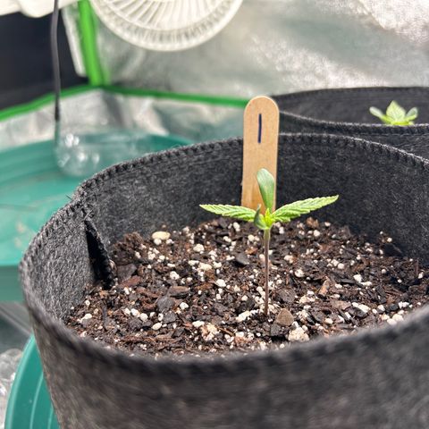 1 growlog timeline photo