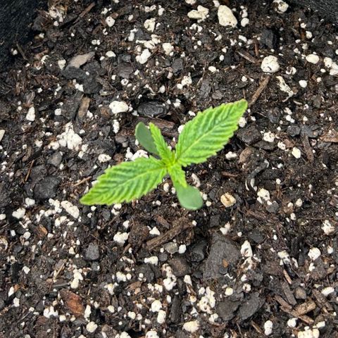 2 growlog timeline photo