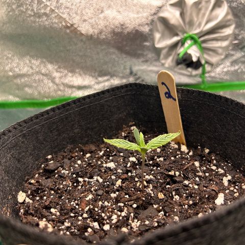 2 growlog timeline photo