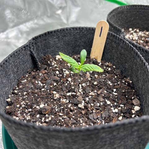 1 growlog timeline photo