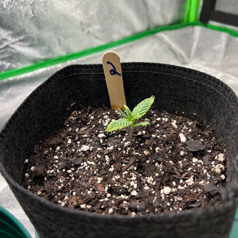 2 growlog timeline photo