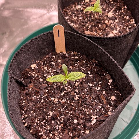 1 growlog timeline photo