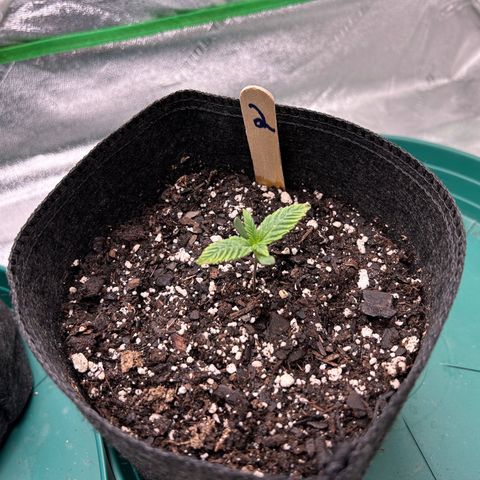 2 growlog timeline photo