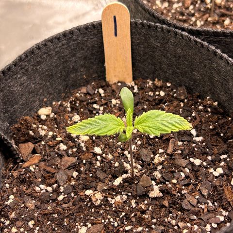 1 growlog timeline photo