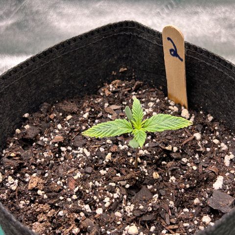 2 growlog timeline photo