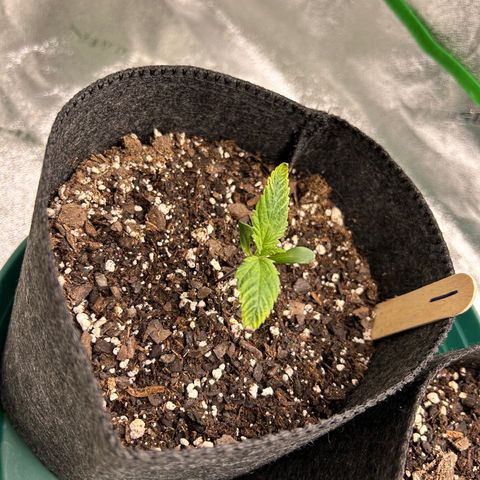 1 growlog timeline photo