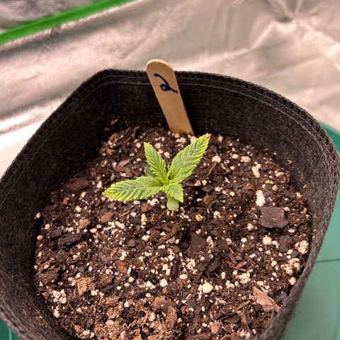 2 growlog timeline photo