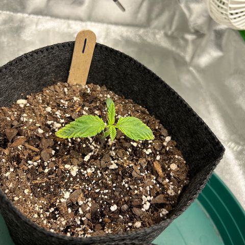 1 growlog timeline photo