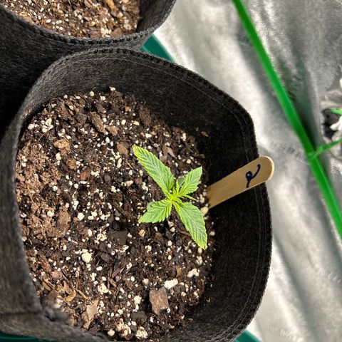 2 growlog timeline photo