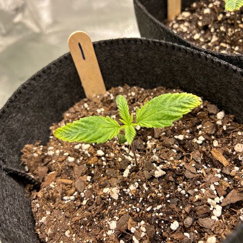 1 growlog timeline photo
