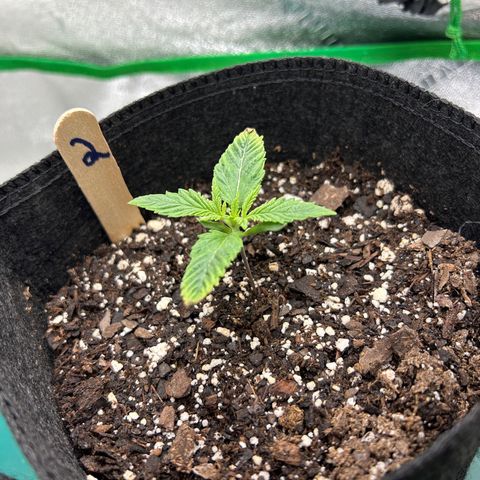 2 growlog timeline photo