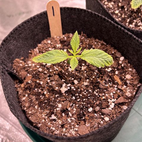 1 growlog timeline photo