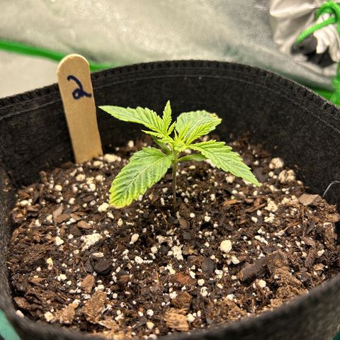 2 growlog timeline photo