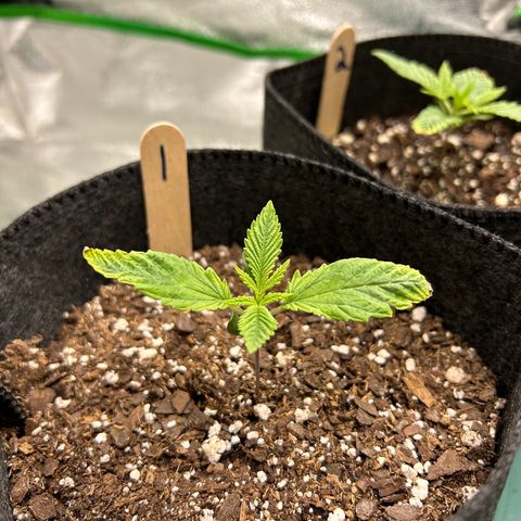 1 growlog timeline photo