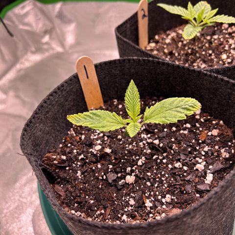 1 growlog timeline photo