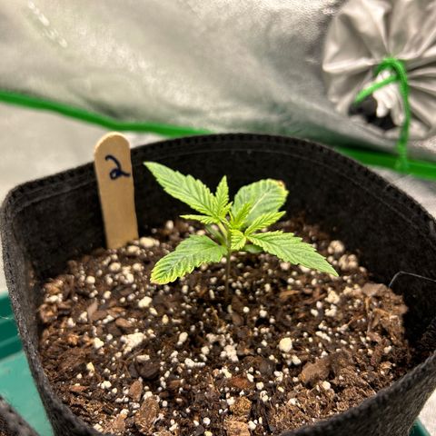 2 growlog timeline photo