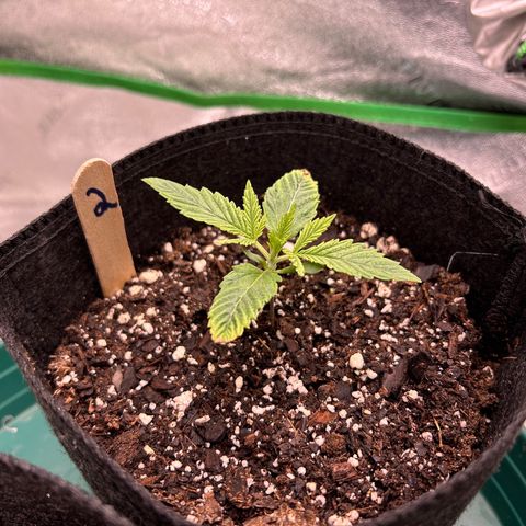 2 growlog timeline photo