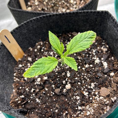 1 growlog timeline photo