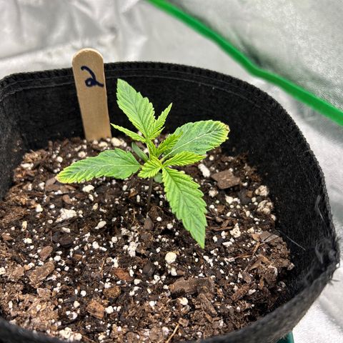 2 growlog timeline photo