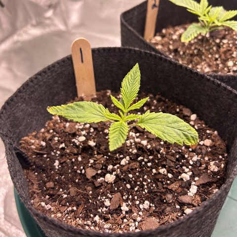 1 growlog timeline photo
