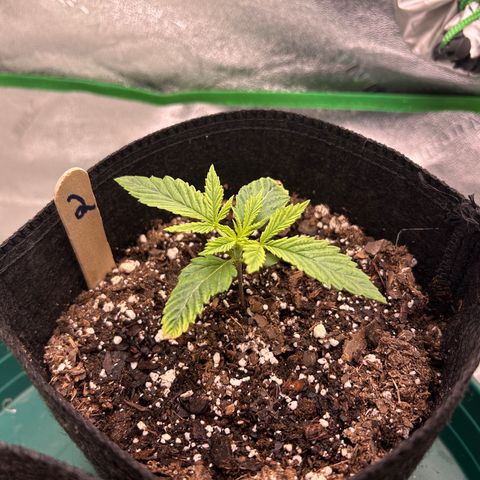 2 growlog timeline photo